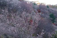 11-6fuyuzakura.jpg (89913 �o�C�g)