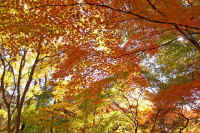 11-7kaede.jpg (133543 �o�C�g)