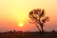 11-8akameyanagi.jpg (53023 バイト)