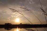 12-1sidaresuzumegaya.jpg (54775 �o�C�g)