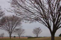 12-2keyaki.jpg (96640 �o�C�g)