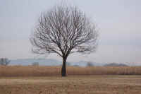 12-3egonoki.jpg (62399 バイト)