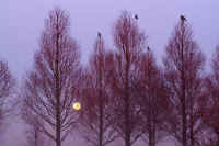 12-4metasekoiya.jpg (74987 �o�C�g)