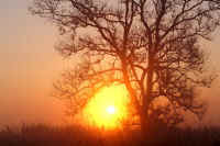 12-5akameyanagi.jpg (73320 �o�C�g)