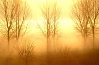 12-6kareki.jpg (65280 バイト)