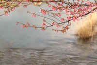 2-3kawazuzakura.jpg (62501 バイト)