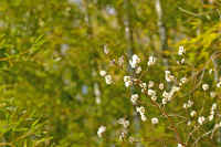 2-4ume.jpg (69504 �o�C�g)