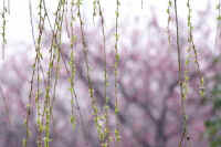 3-1sidareyanagi.jpg (59378 �o�C�g)