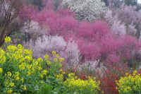 4-11hanamomo.jpg (92527 バイト)