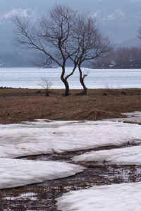 4-12kareki.jpg (66764 �o�C�g)