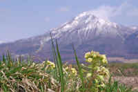 4-14fukinotou.jpg (64116 バイト)