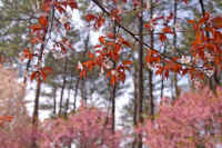 4-15yamazakura.jpg (80098 �o�C�g)