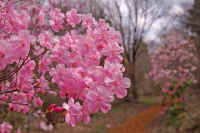 4-16akayasio.jpg (65985 �o�C�g)