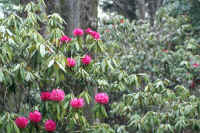 4-17syakunage.jpg (93940 �o�C�g)