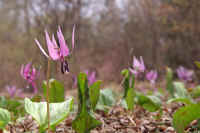 4-18katakuri.jpg (58853 �o�C�g)