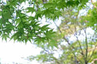 4-20kaede.jpg (76025 バイト)