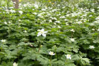 4-2nirinnsou.jpg (88713 �o�C�g)