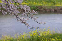 4-3sakura.jpg (83421 �o�C�g)