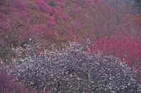 4-4ume.jpg (86471 バイト)