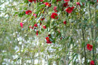 4-5yabutubaki.jpg (97671 �o�C�g)