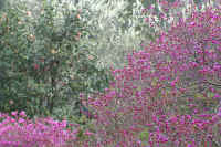 4-6mitubatutuji.jpg (101730 �o�C�g)