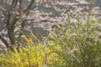 4-7yukiyanagi.jpg (85419 バイト)