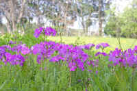 4-8sakurasou.jpg (85073 �o�C�g)