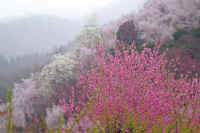 4-9hanamomo.jpg (67197 �o�C�g)