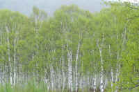 5-10sirakaba.jpg (82664 バイト)