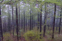 5-11karamatu.jpg (93024 �o�C�g)