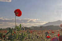 5-13popi.jpg (58738 バイト)