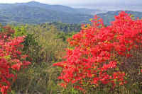 5-2yamatutuji.jpg (104344 �o�C�g)