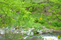 5-4yamabuki.jpg (72381 バイト)