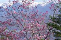 5-5yasiotutuji.jpg (102730 �o�C�g)