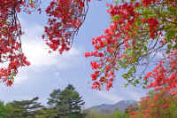 5-6yamatutuji.jpg (102118 �o�C�g)