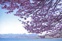 5-8sakura.jpg (112667 バイト)