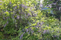 5-9fuji.jpg (122036 �o�C�g)