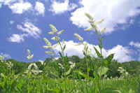 6-10kobaikesou.jpg (75570 �o�C�g)