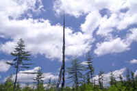 6-11kareki.jpg (65173 バイト)