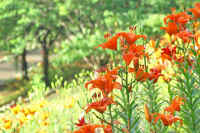 6-13sukasiyuri.jpg (85182 �o�C�g)