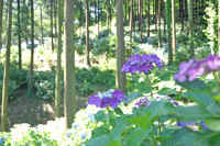 6-14gakuajisai.jpg (84928 �o�C�g)