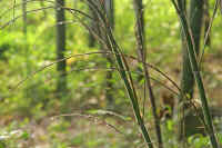 6-1take.jpg (68736 バイト)