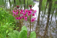 6-3kurinnsou.jpg (85730 �o�C�g)