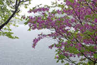 6-5mitubatutuji.jpg (86604 �o�C�g)