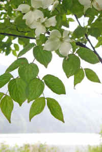 6-6yamabousi.jpg (66162 �o�C�g)