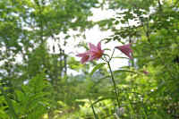 6-8himesayuri.jpg (78798 �o�C�g)