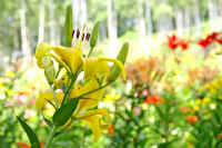 7-11sukasiyuri.jpg (67601 �o�C�g)