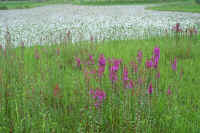 7-1misohagi.jpg (87067 �o�C�g)