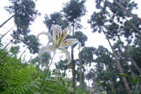 7-4yamayuri.jpg (79647 バイト)