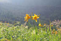 7-5nikkoukisuge.jpg (71349 �o�C�g)